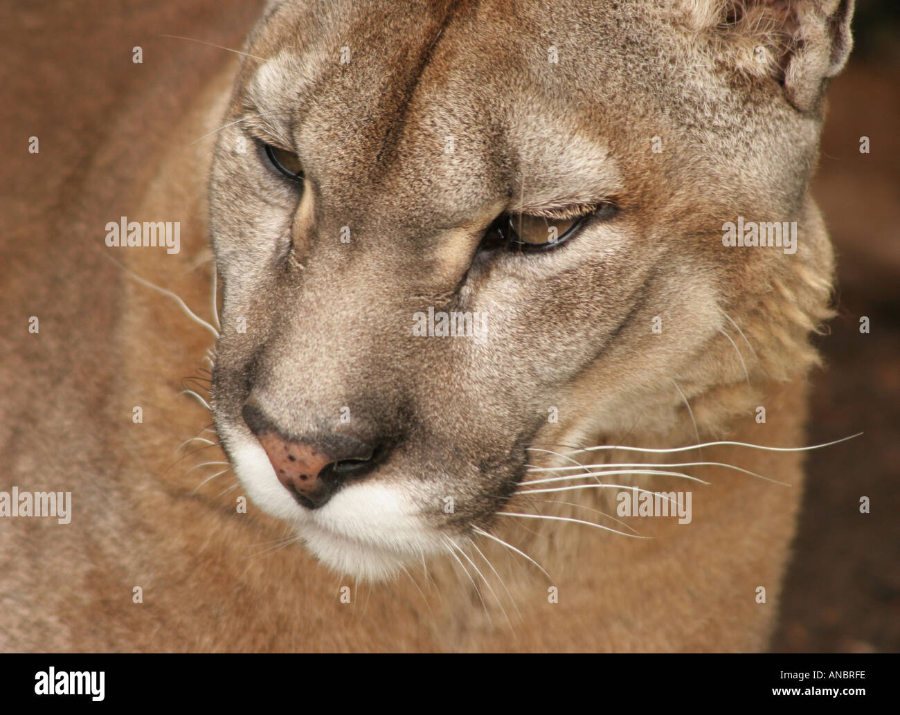 Visage d'un Puma Photo Stock - Alamy