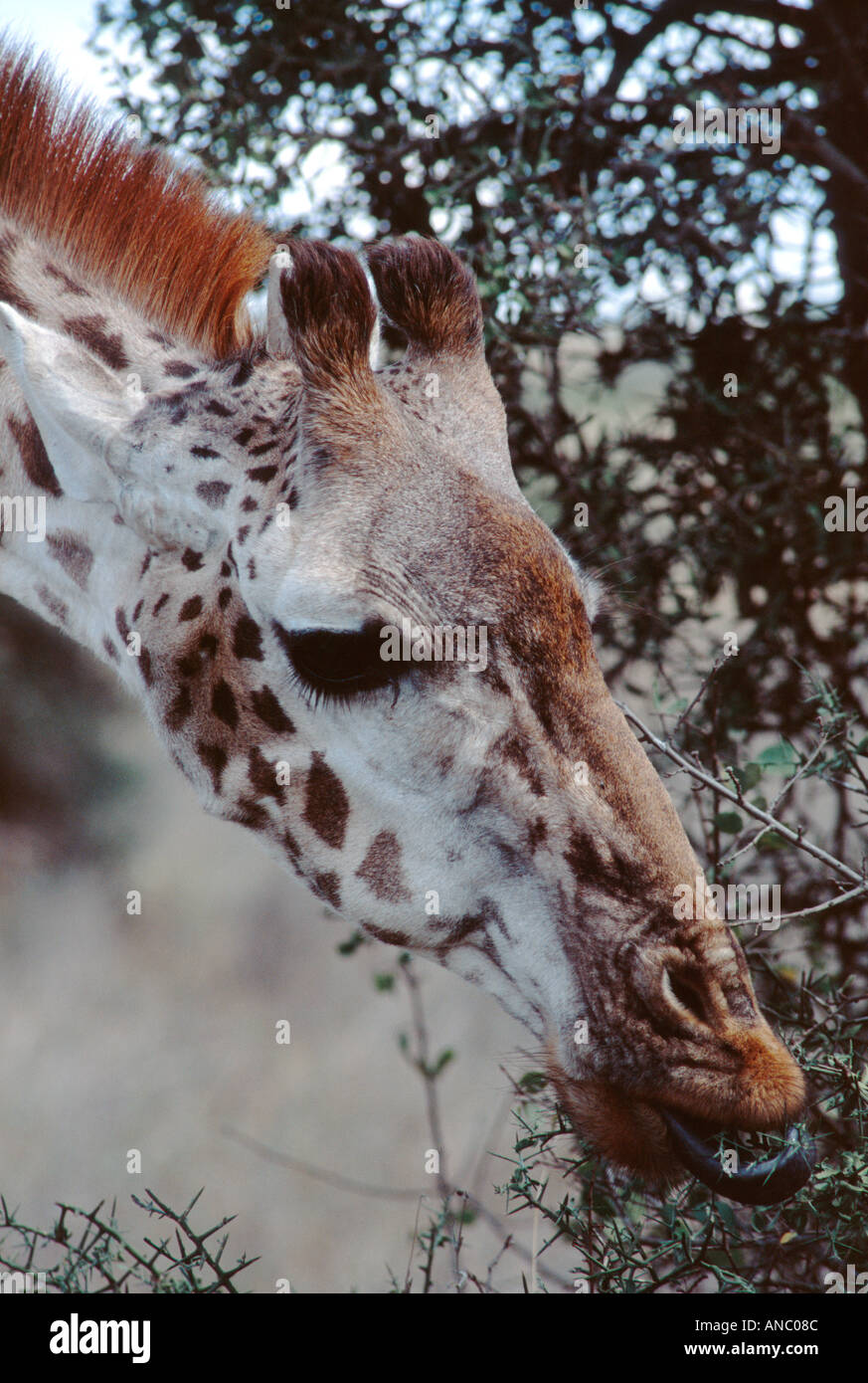 Girafe Giraffa camelopardalis manger Parc National de Nairobi Kenya Banque D'Images