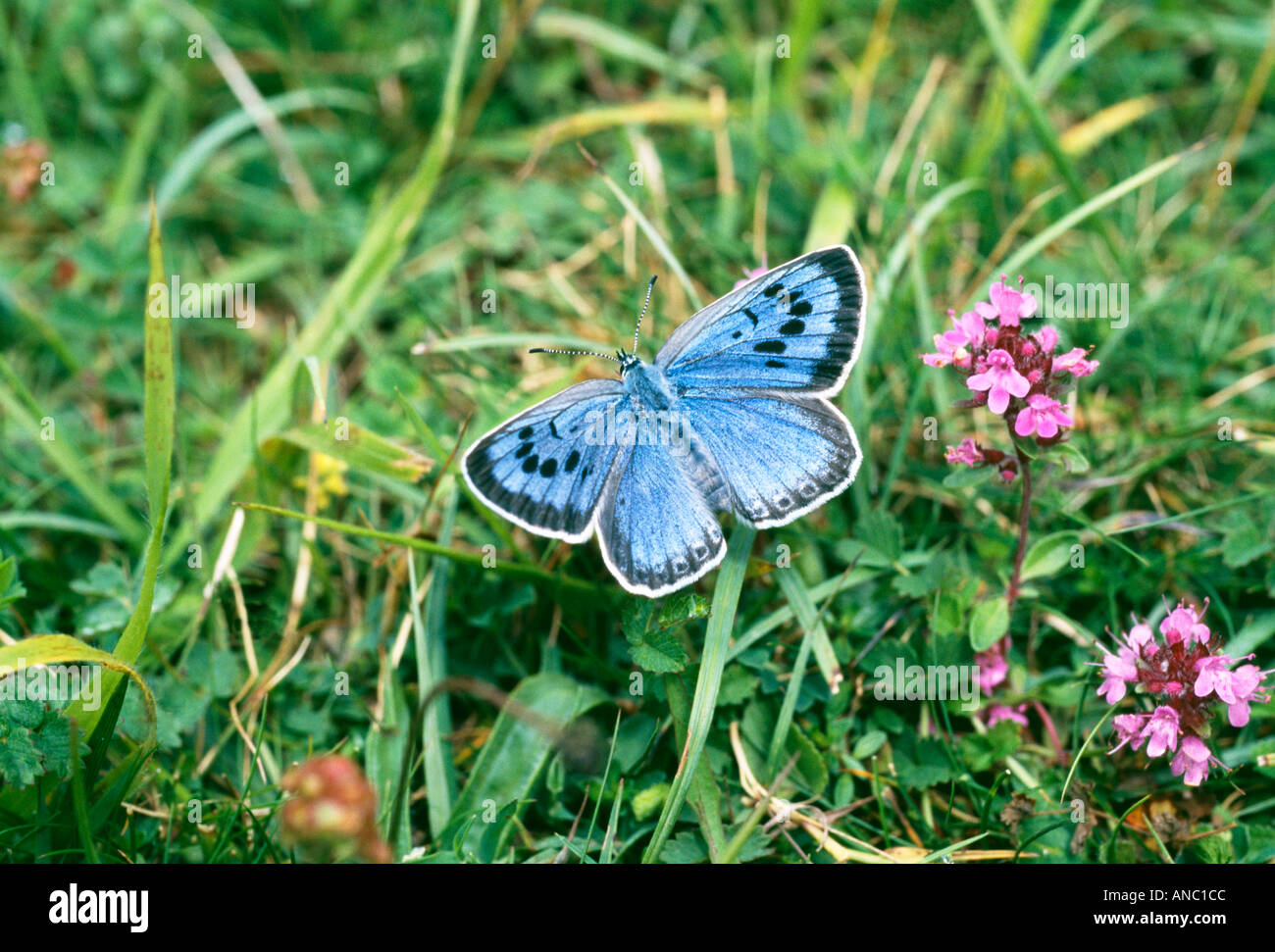 Grand Papillon Bleu UK Somerset femelle Juillet Banque D'Images