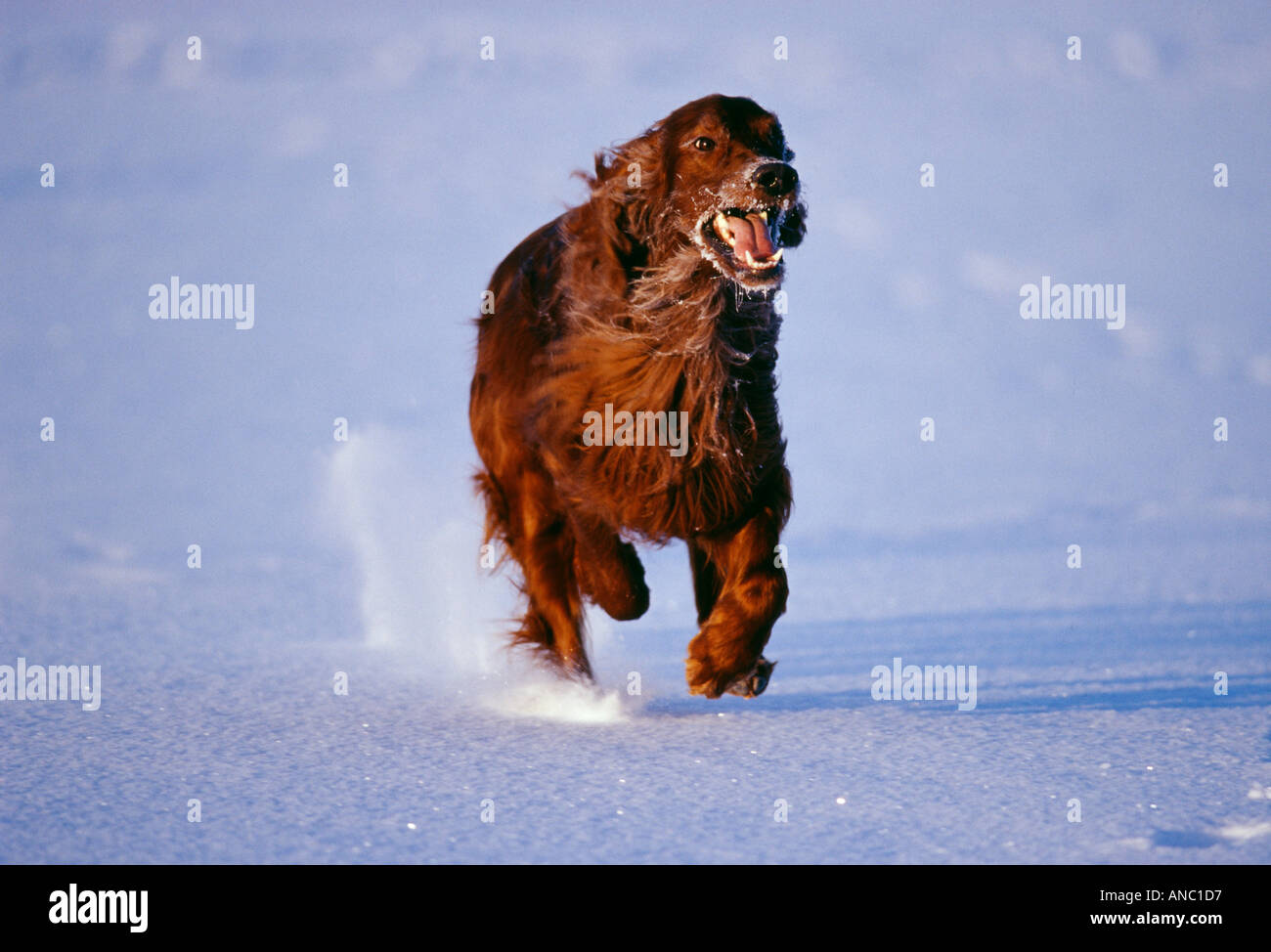 Chien Setter rouge courir sur lac gelé Finlande Banque D'Images
