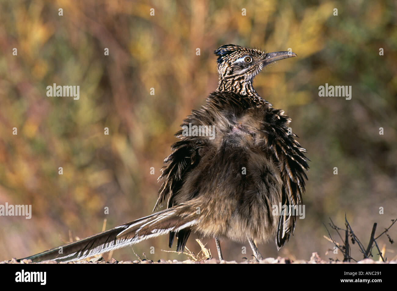 Une plus grande exposition des plumes duveteuses Roadrunner noir pour absorber la chaleur du soleil tôt le matin, Nouveau Mexique Bosque del Apache Banque D'Images