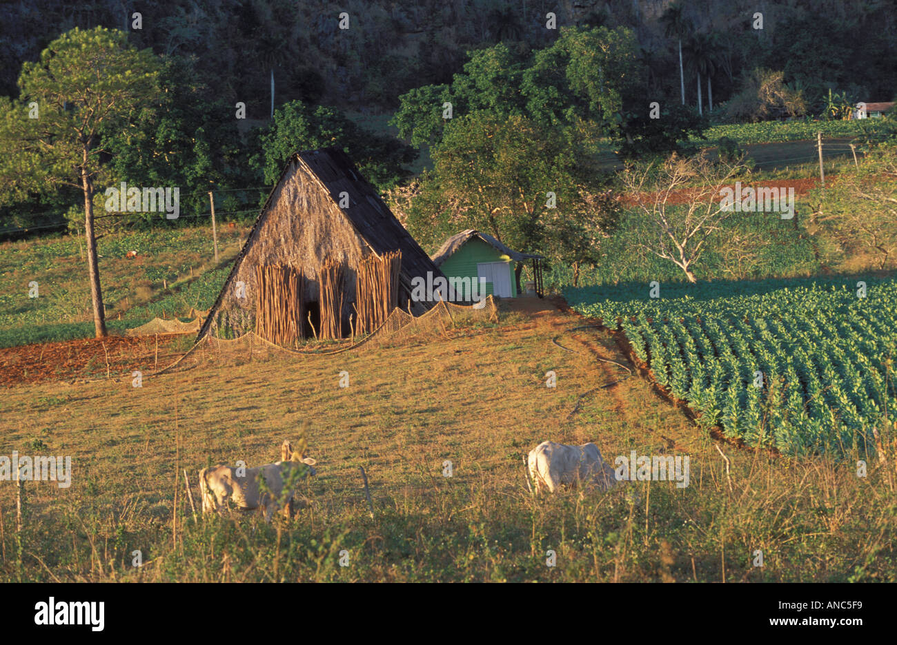 Petite ferme avec vaches et des plants de tabac Aframe shack dans la vallée de Vinales W Cuba Banque D'Images