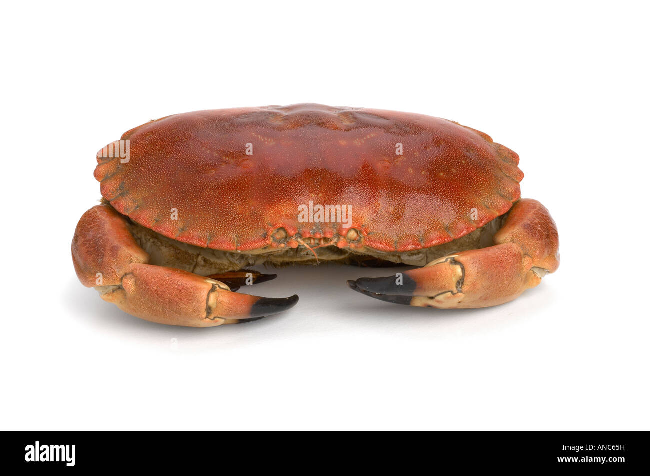 Crabe cuit Banque D'Images