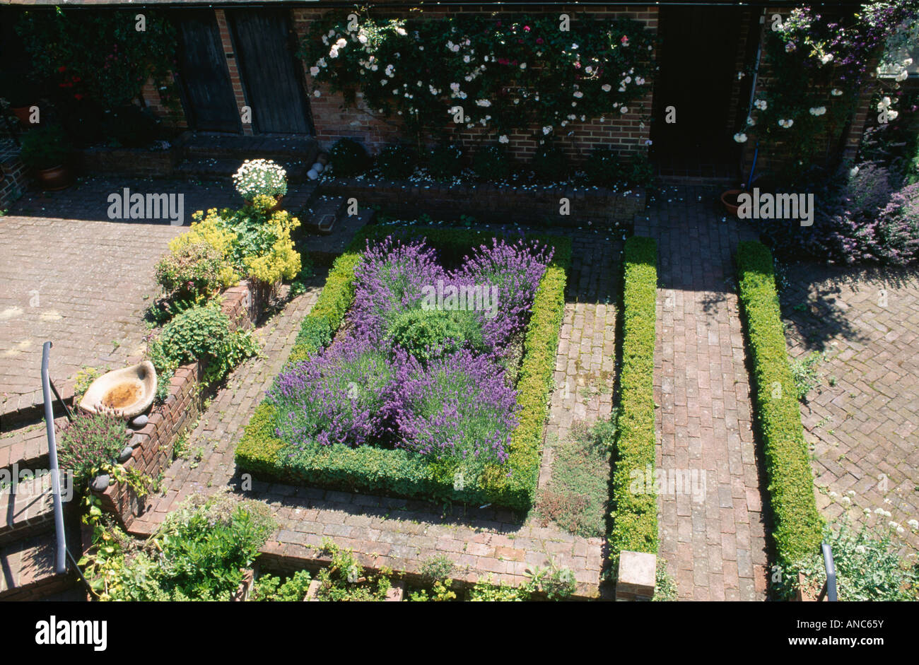 Vue aérienne de la lavande dans des chambres avec bordure de buis taillés et de brique entre chemin de couverture faible fort Banque D'Images