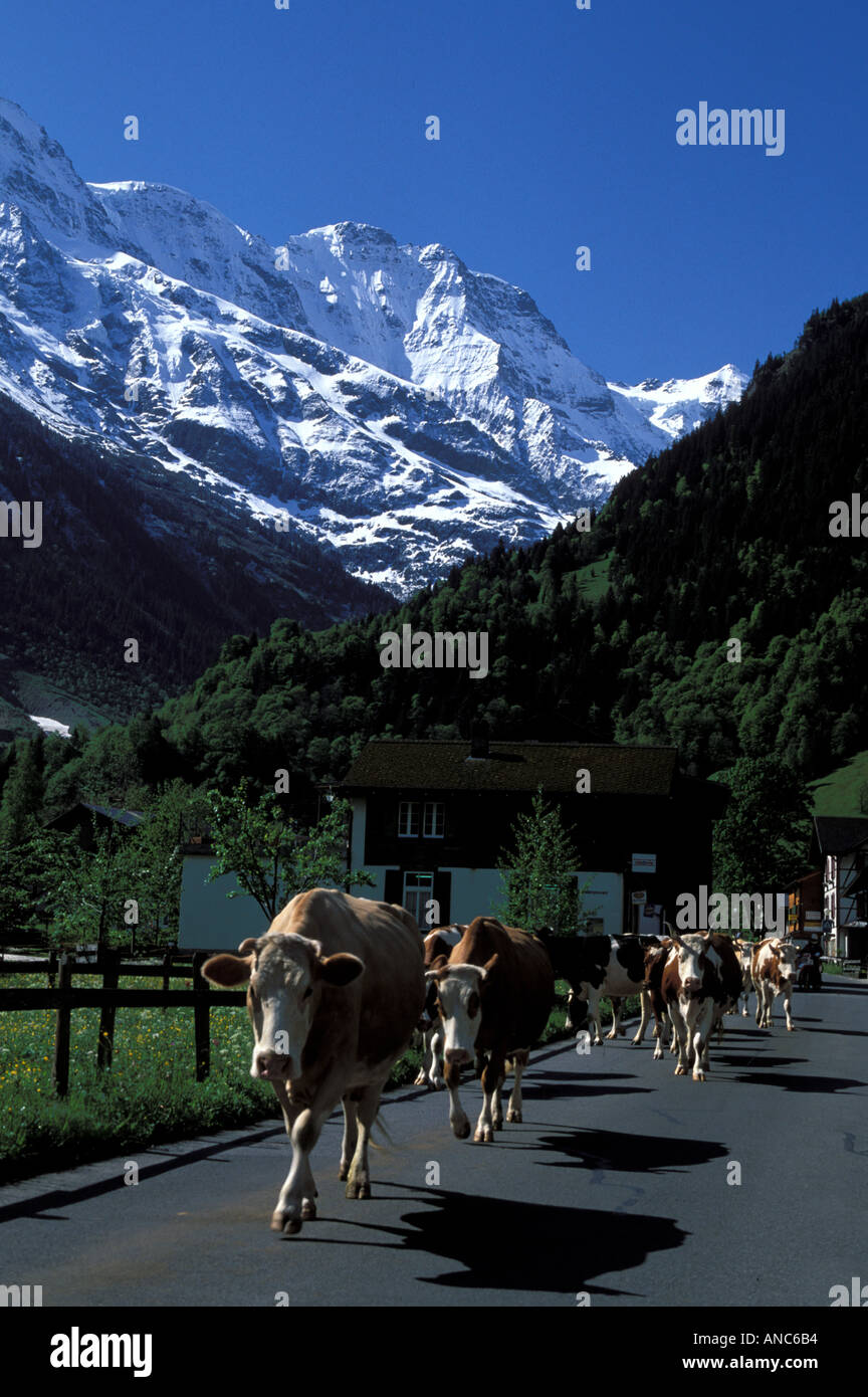 Les vaches laitières marche sur street Alpes bernoises en Suisse Banque D'Images