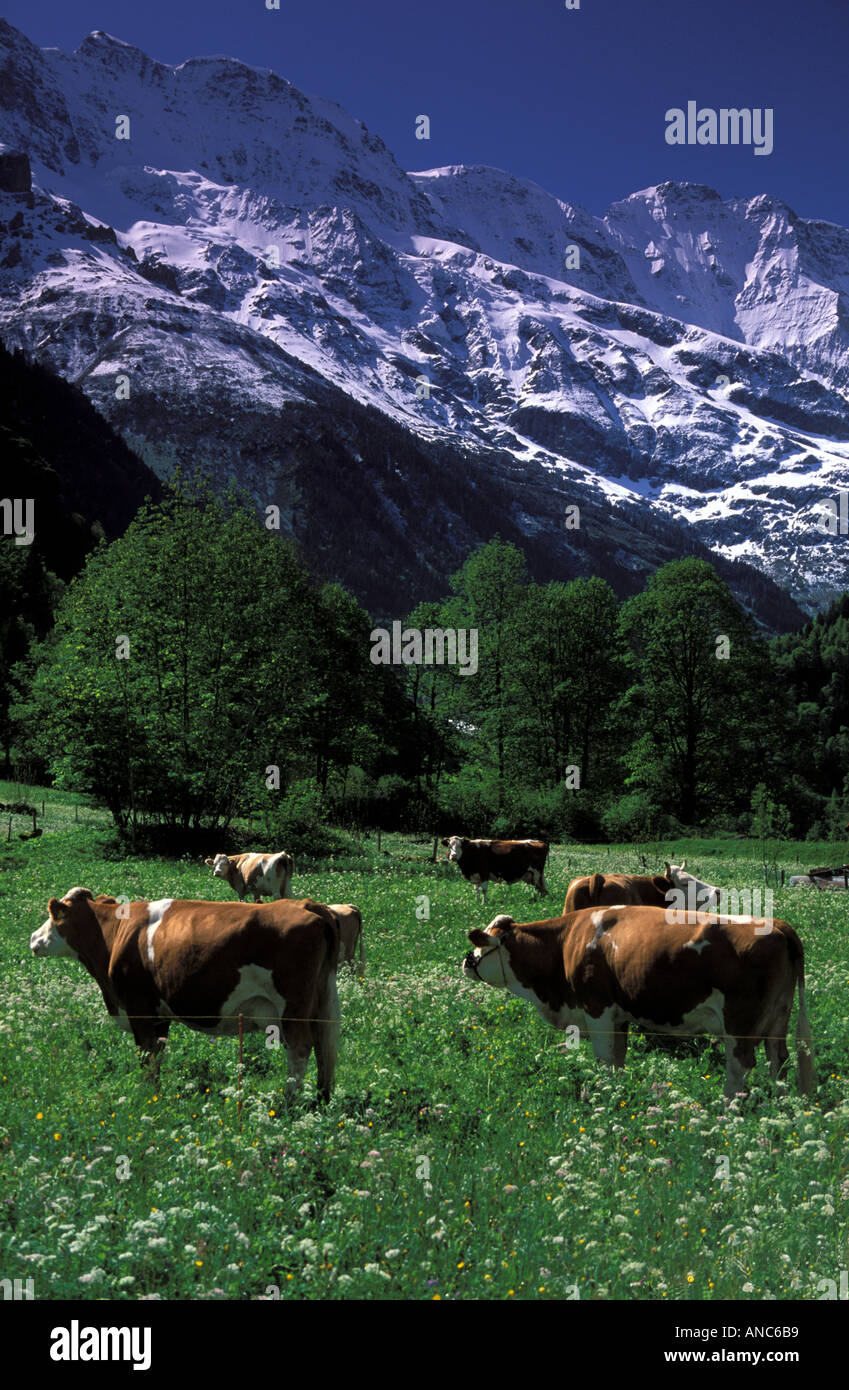 Le pâturage des vaches laitières Alpes bernoises en Suisse Banque D'Images