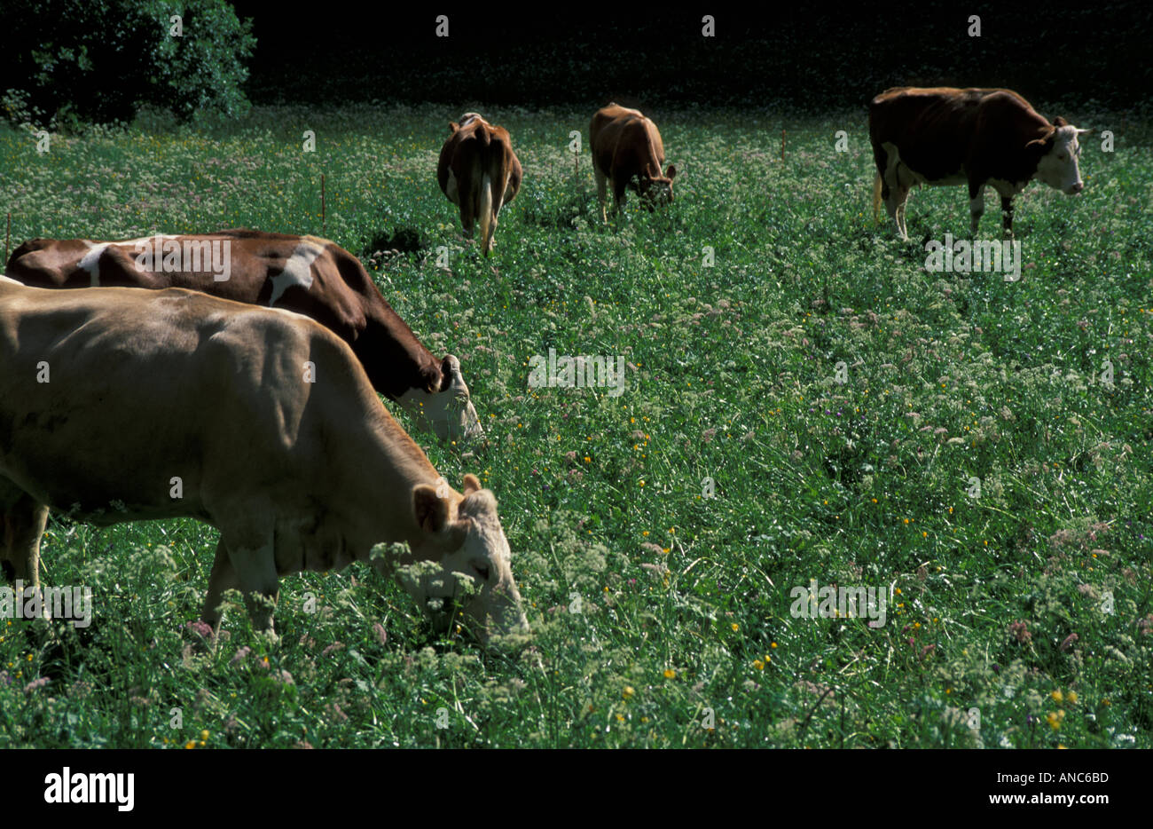 Le pâturage des vaches laitières suisse Banque D'Images