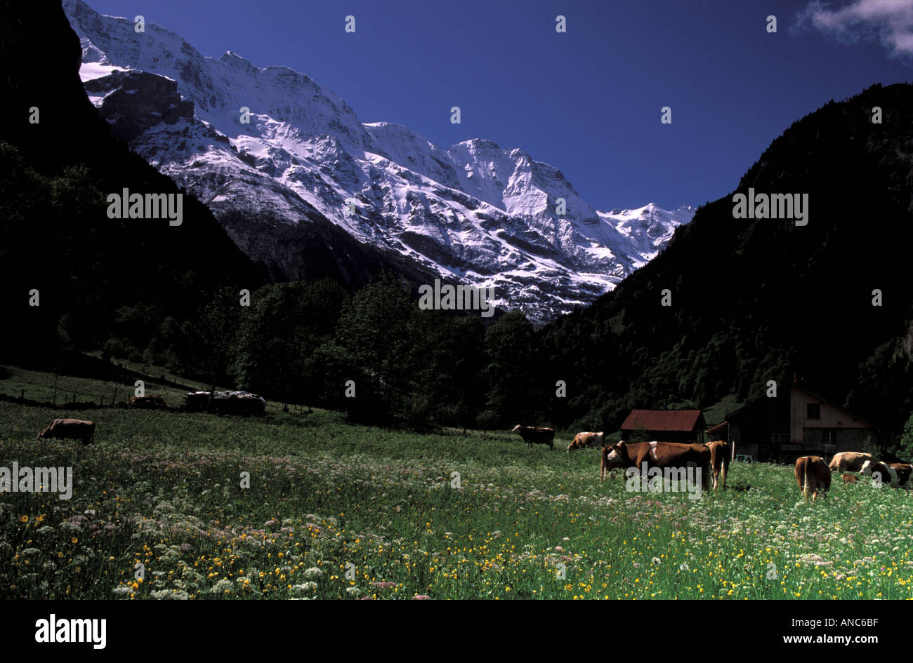 Stechelberg et Alpes bernoises en Suisse Banque D'Images