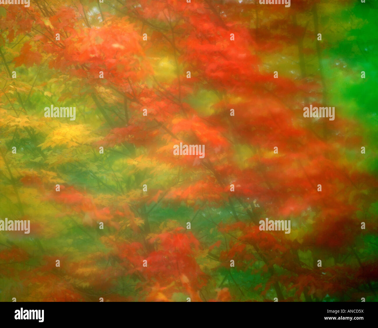 USA (Vermont). Résumé d'arbres d'érable vu à travers le pare-brise des pluies. Banque D'Images