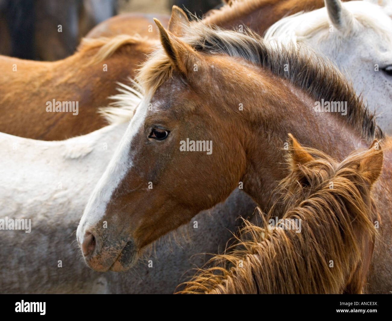 USA, Washington, Malaga, tête de cheval de profil corral après le Roundup. Banque D'Images