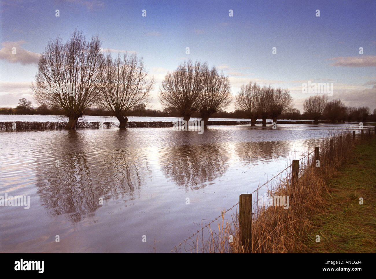 Un arbre isolé par l'eau de l'INONDATION PRÈS DE TEWKESBURY DANS GLOUCESTERSHIRE UK Banque D'Images