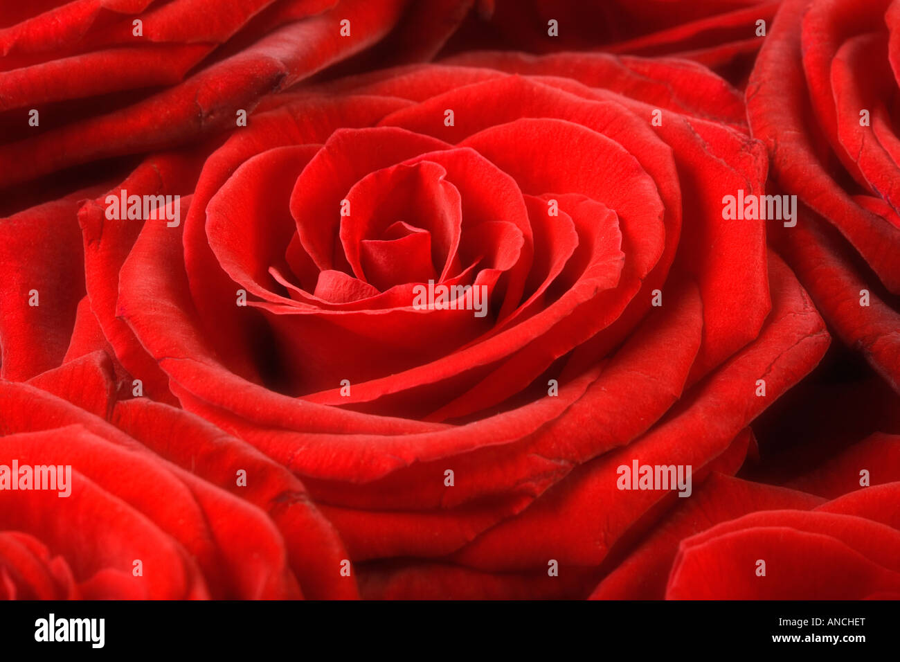 Portrait d'une rose Banque D'Images