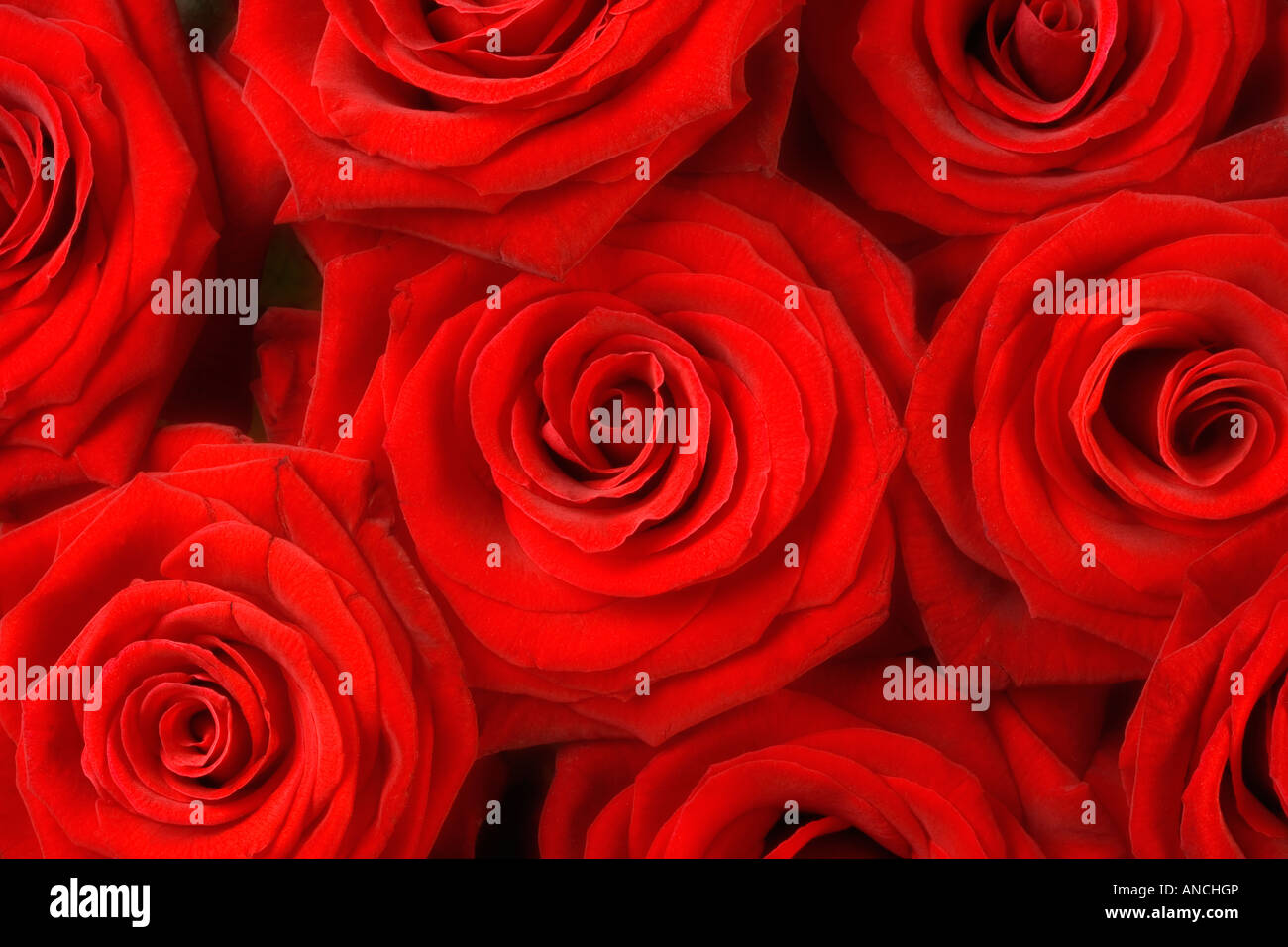 Un BOUQUET DE ROSES Banque D'Images