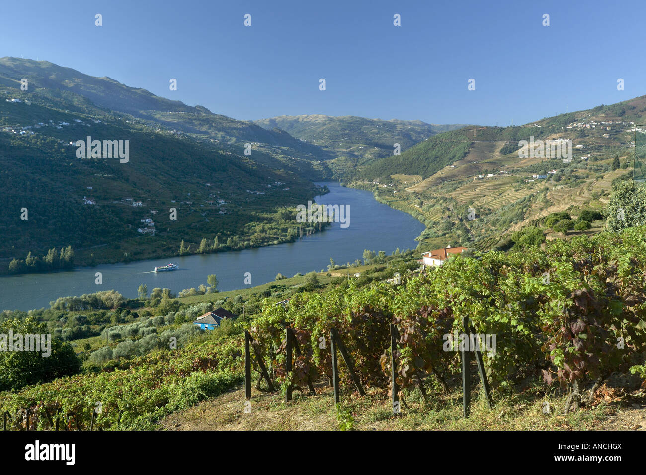 Portugal La région de l'Alto Douro le Douro les collines couvertes de vignobles. Les vignes produisent des raisins pour le vin Banque D'Images
