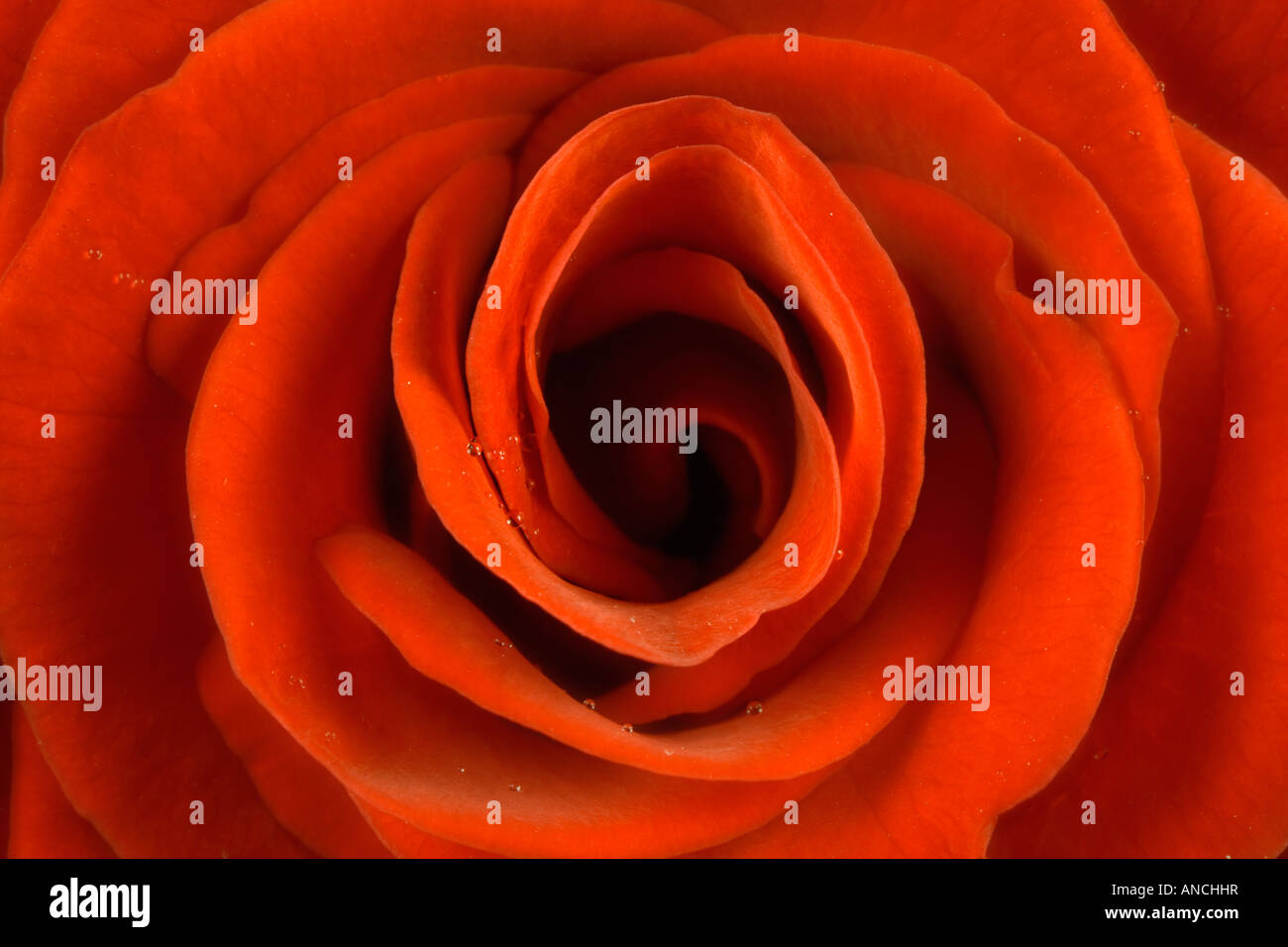 Portrait d'une rose Banque D'Images