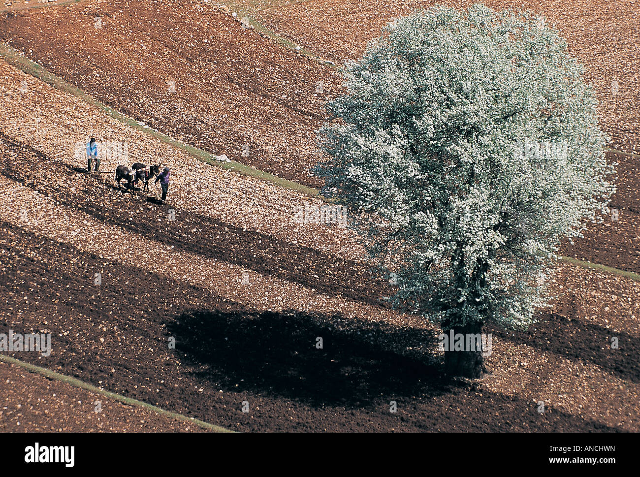 Les paysans labourer le champ façon primitive au printemps , Denizli Turquie . Banque D'Images