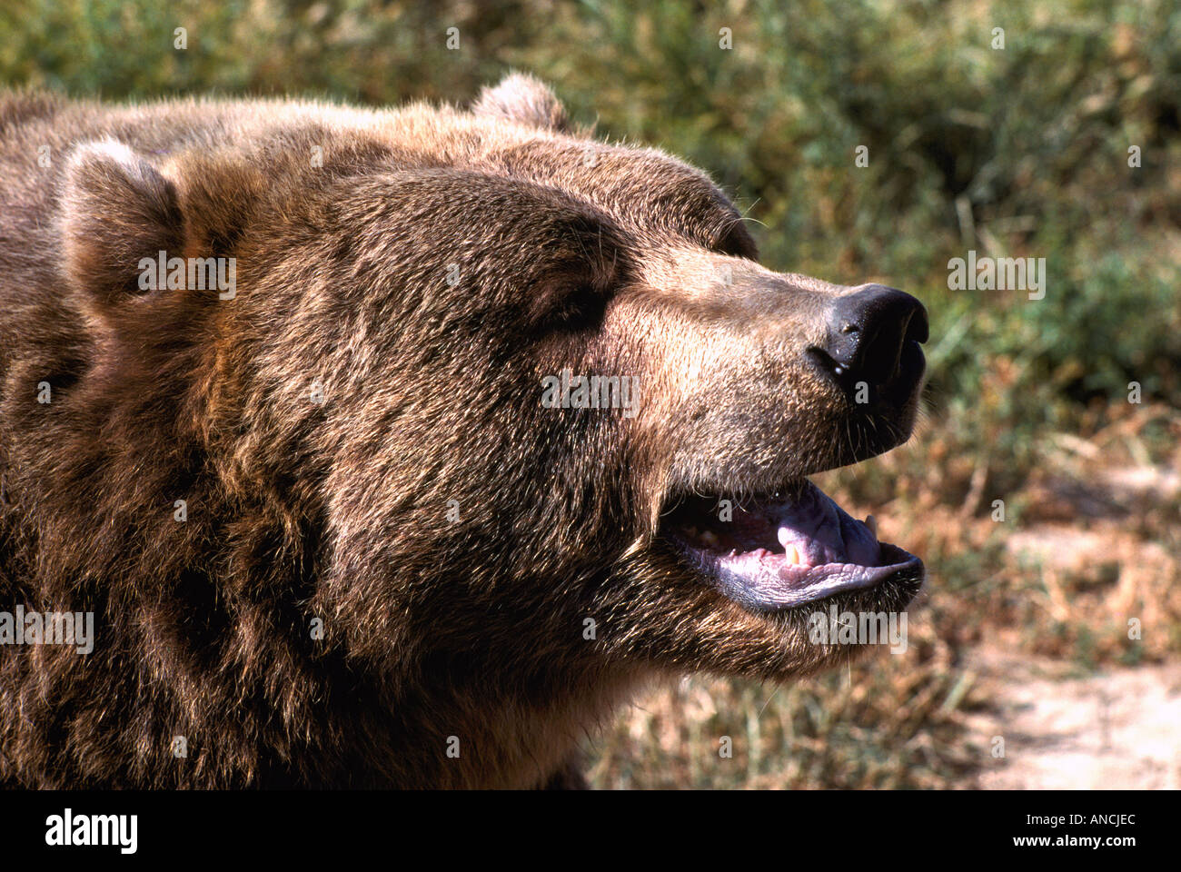L'ours Kodiak Alaska aka Alaska Grizzly et l'ours brun (Ursus arctos middendorffi) grogne - Animaux sauvages de l'Amérique du Nord Banque D'Images