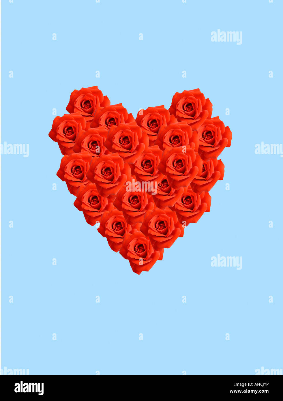 Coeur rouge composé de roses sur fond bleu Banque D'Images