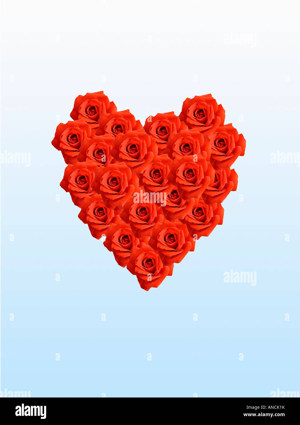 Coeur rouge composé de roses sur fond bleu mélangé Banque D'Images