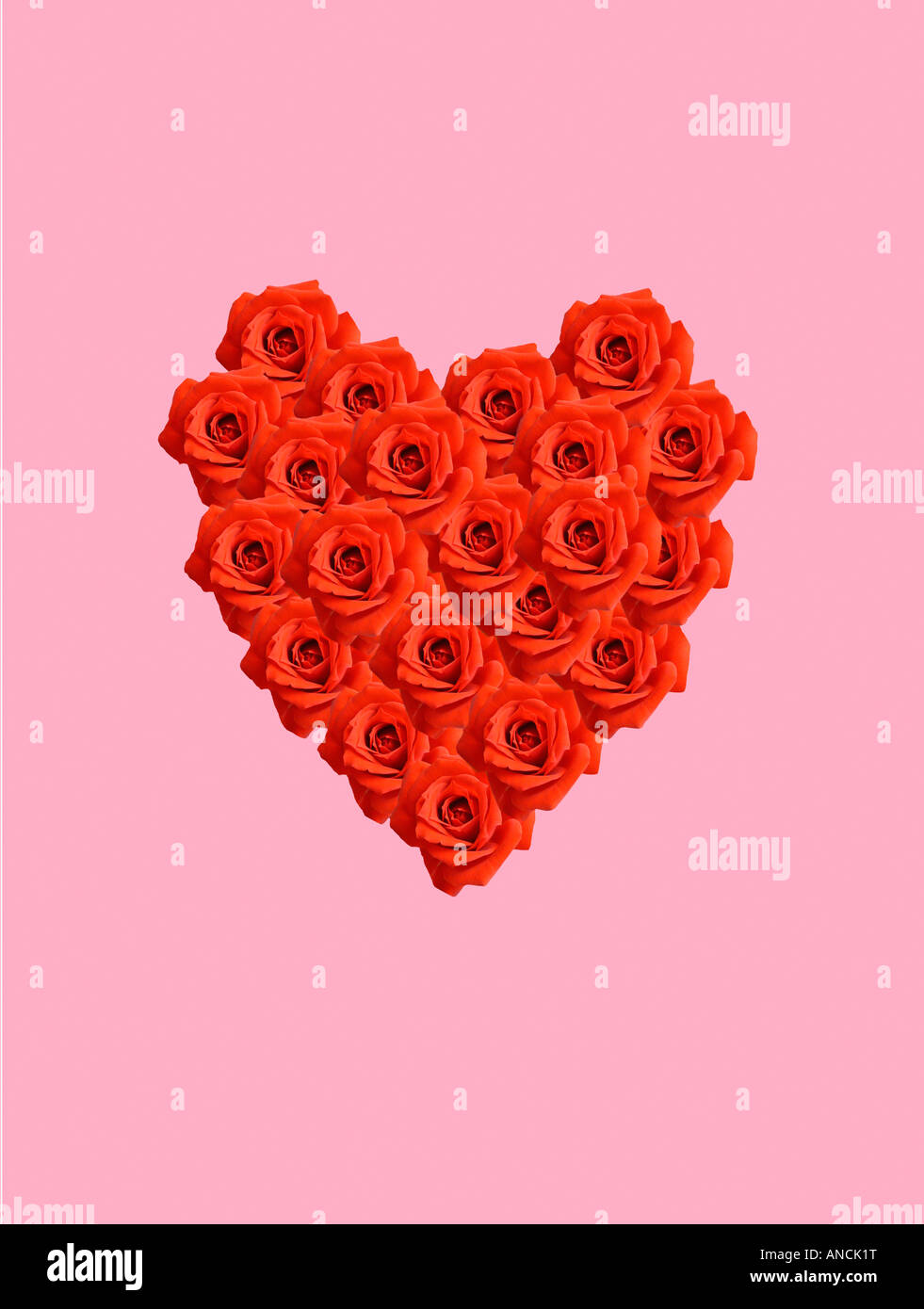 Coeur rouge composé de roses sur fond rose Banque D'Images