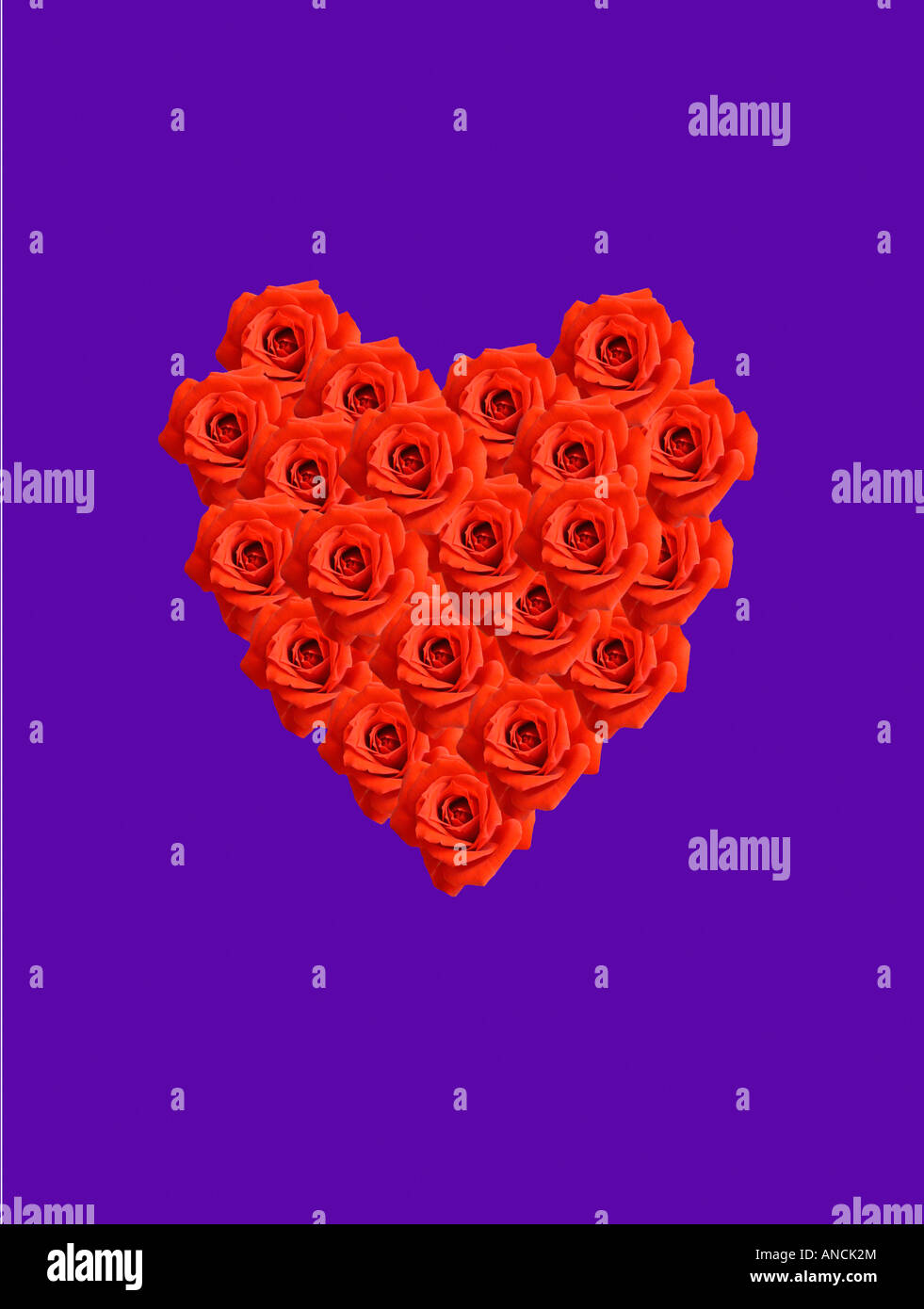Coeur rouge composé de roses sur fond violet Banque D'Images