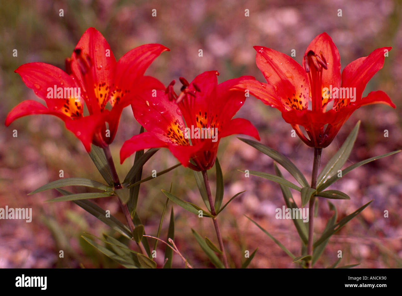 Le lis (Lilium Lilium philadelphicum) en fleurs - Fleurs Sauvages Rouge / Fleurs sauvages fleurissent au printemps, BC, British Columbia, Canada Banque D'Images