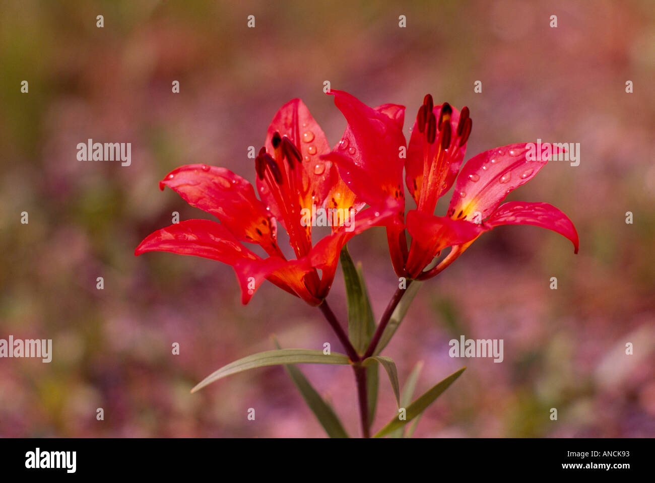 Le lis (Lilium Lilium philadelphicum) en fleurs - Fleurs Sauvages Rouge / Fleurs sauvages fleurissent au printemps, BC, British Columbia, Canada Banque D'Images