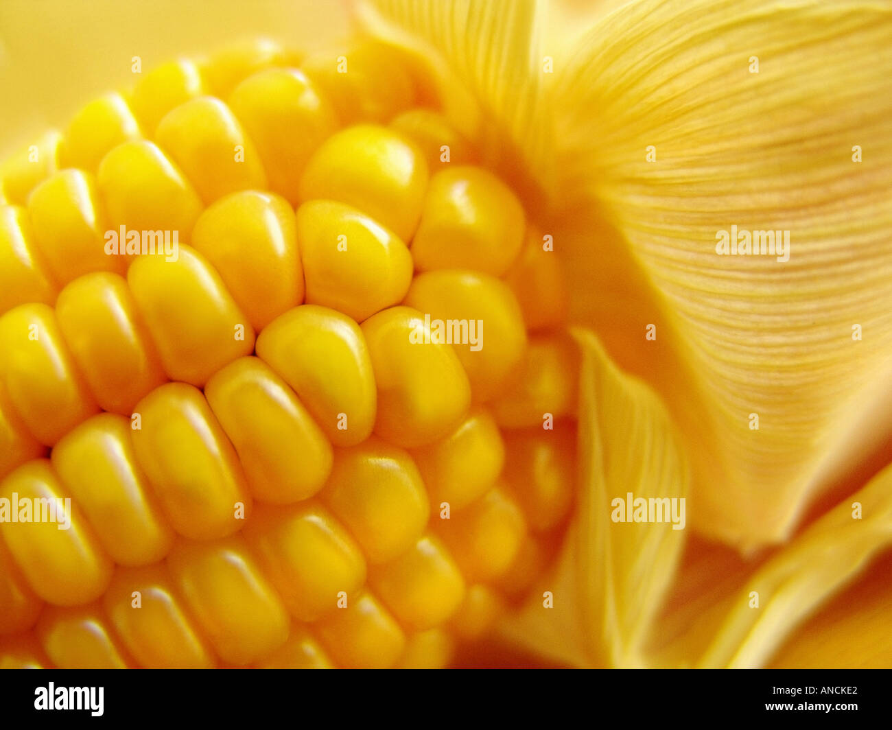 Close up detail de maïs corn cob Banque D'Images