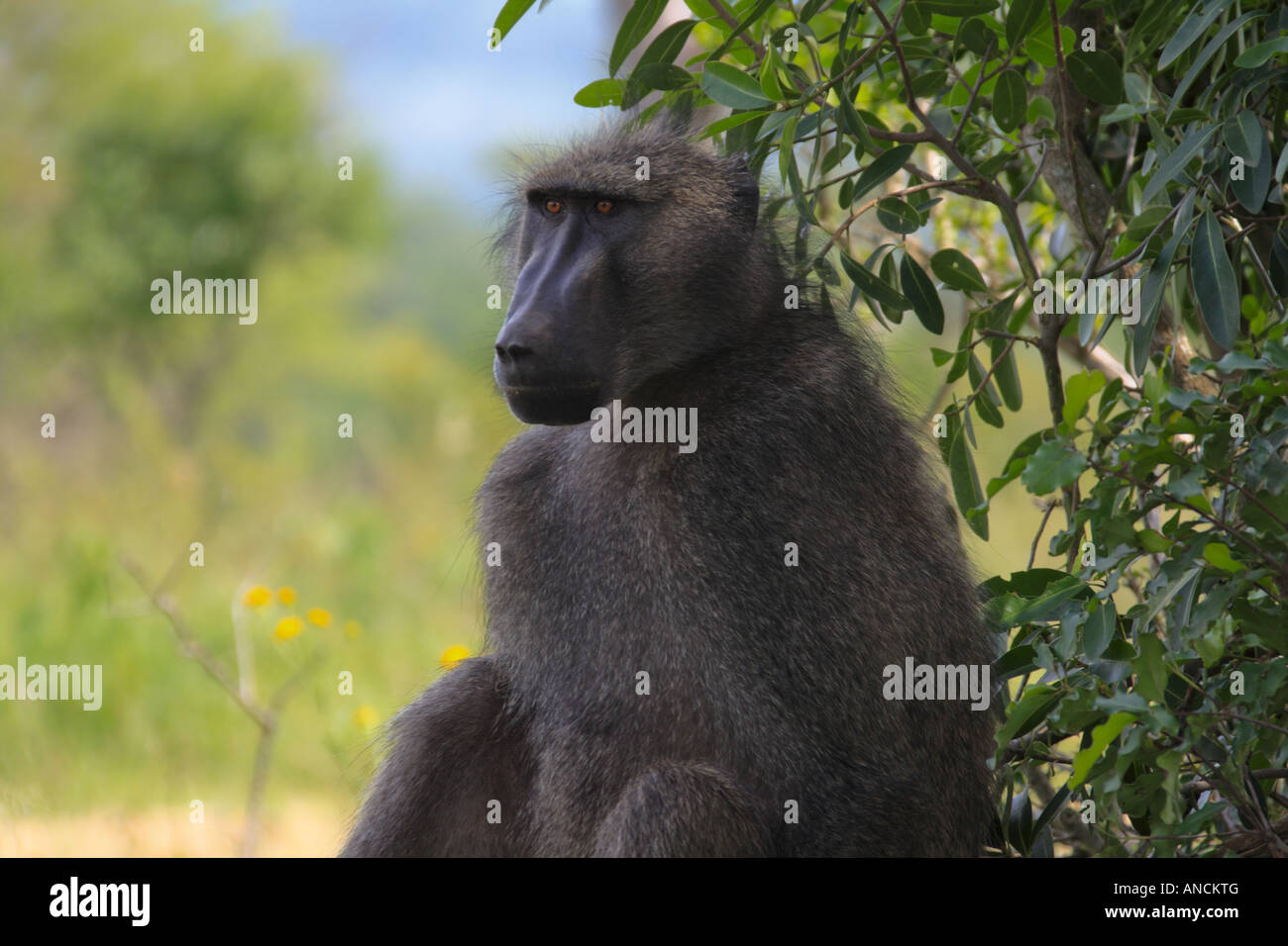 Le babouin à Imfolozi. Banque D'Images