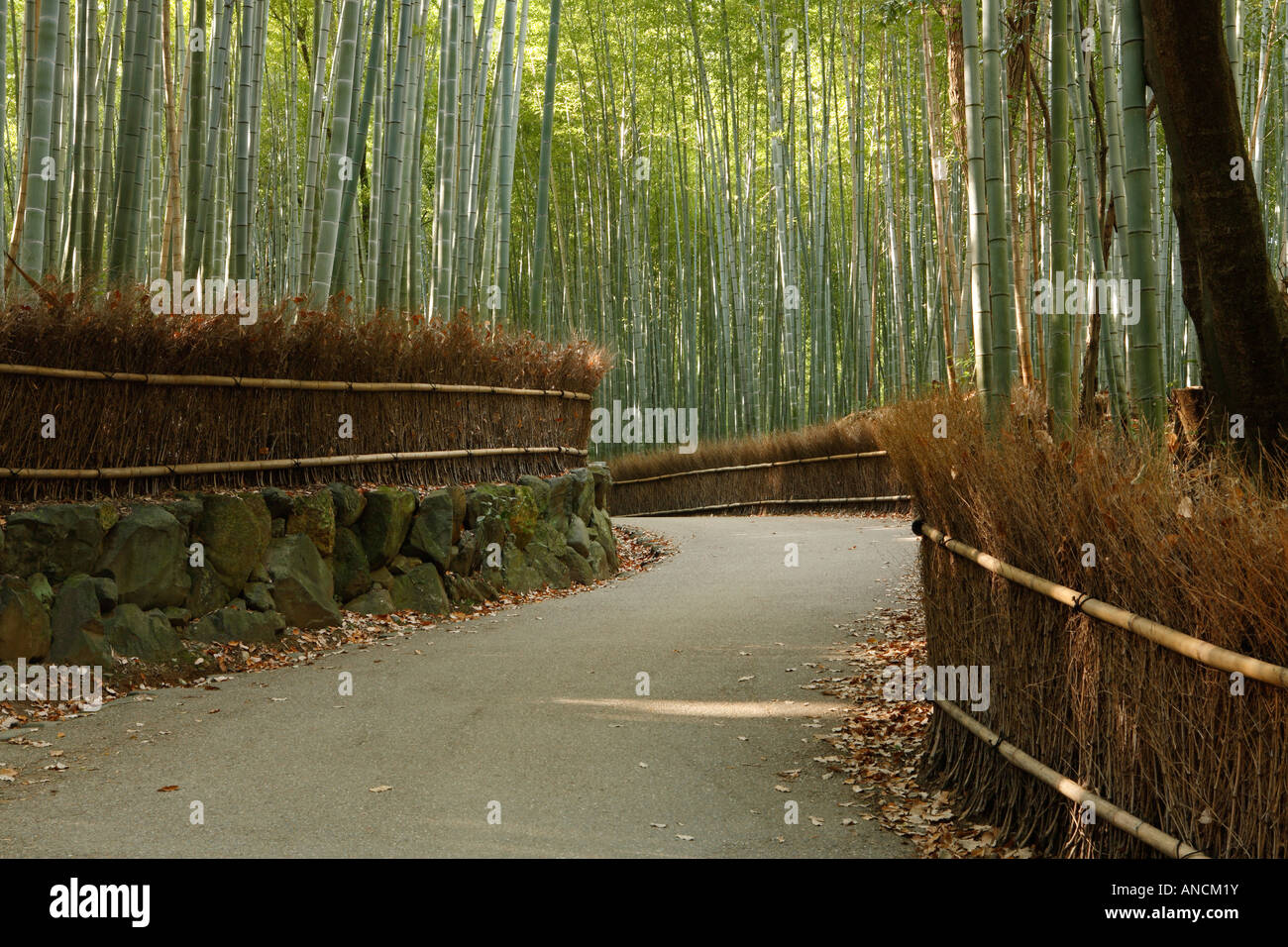 Forêt de bambou, de Arashiyama, Kyoto, Japon Banque D'Images