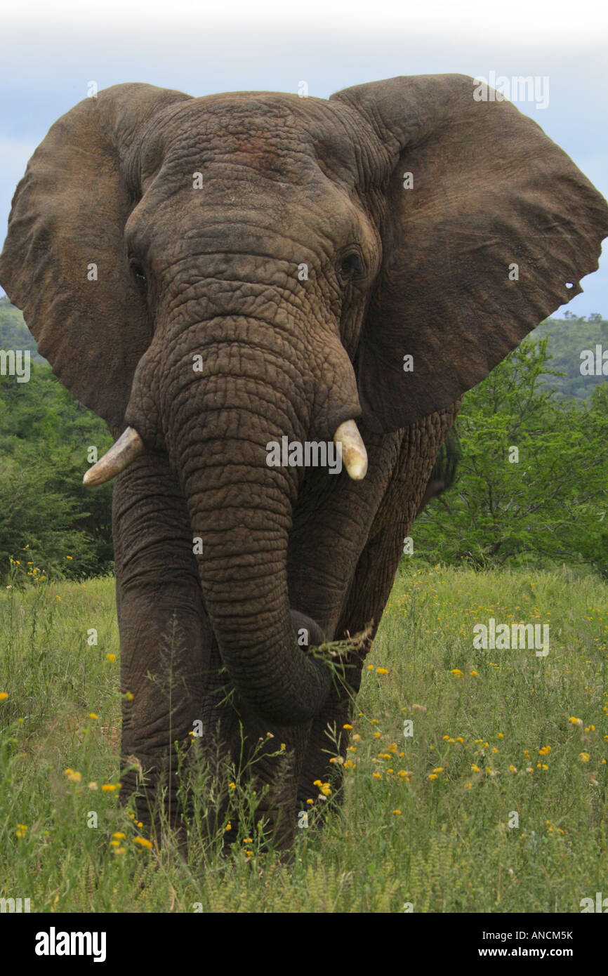 Éléphant à Imfolozi Banque D'Images