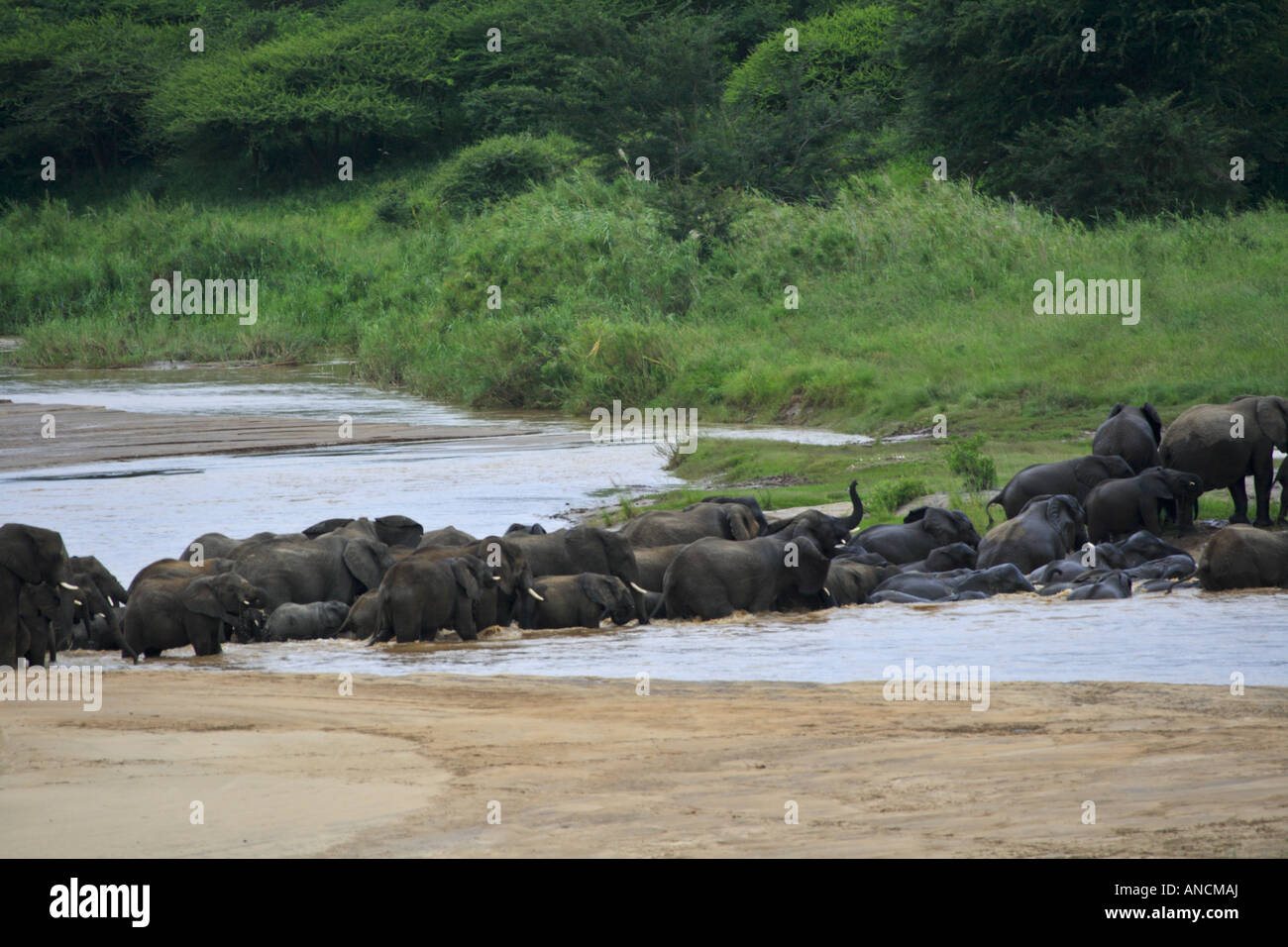 Troupeau d'éléphants traversant la rivière Black-Imfolozi Banque D'Images