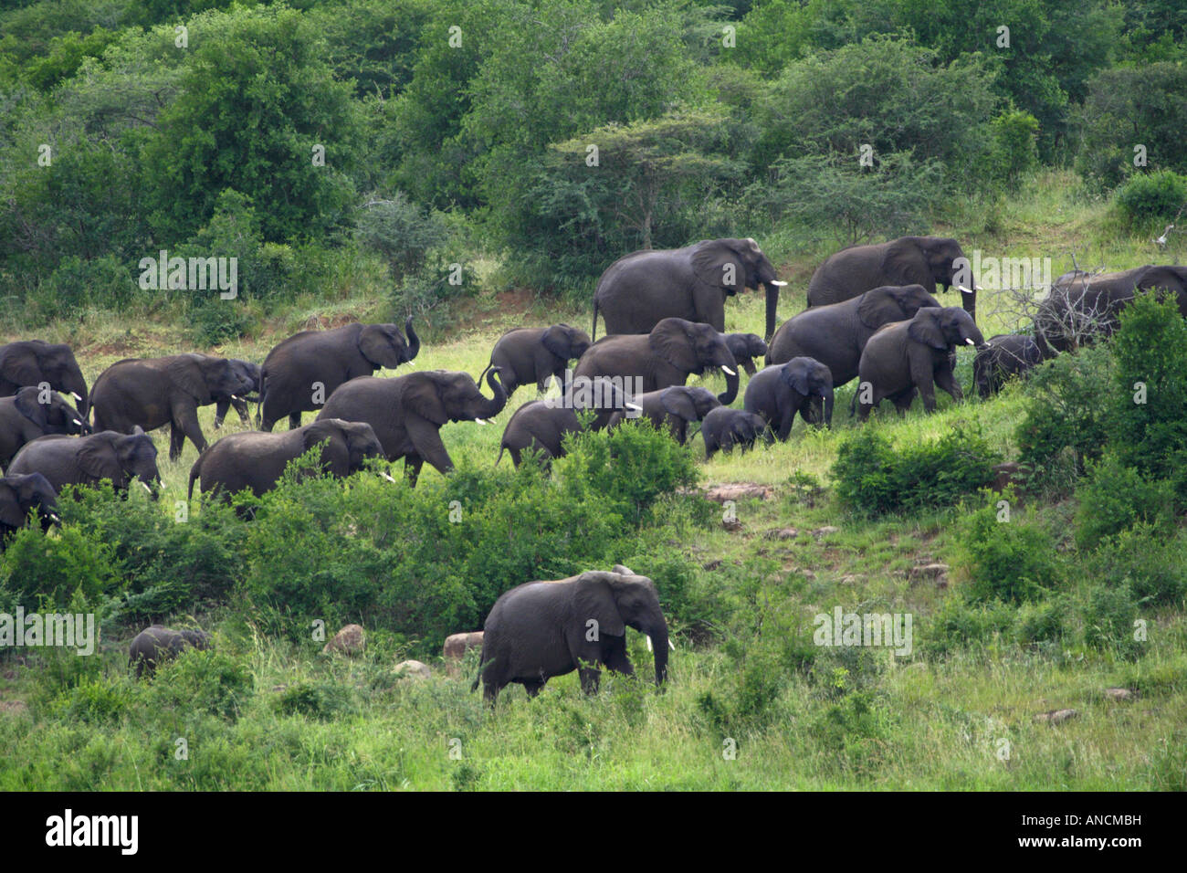 Troupeau d'éléphants en direction de la brousse dense, après avoir traversé la rivière Black-Imfolozi Banque D'Images