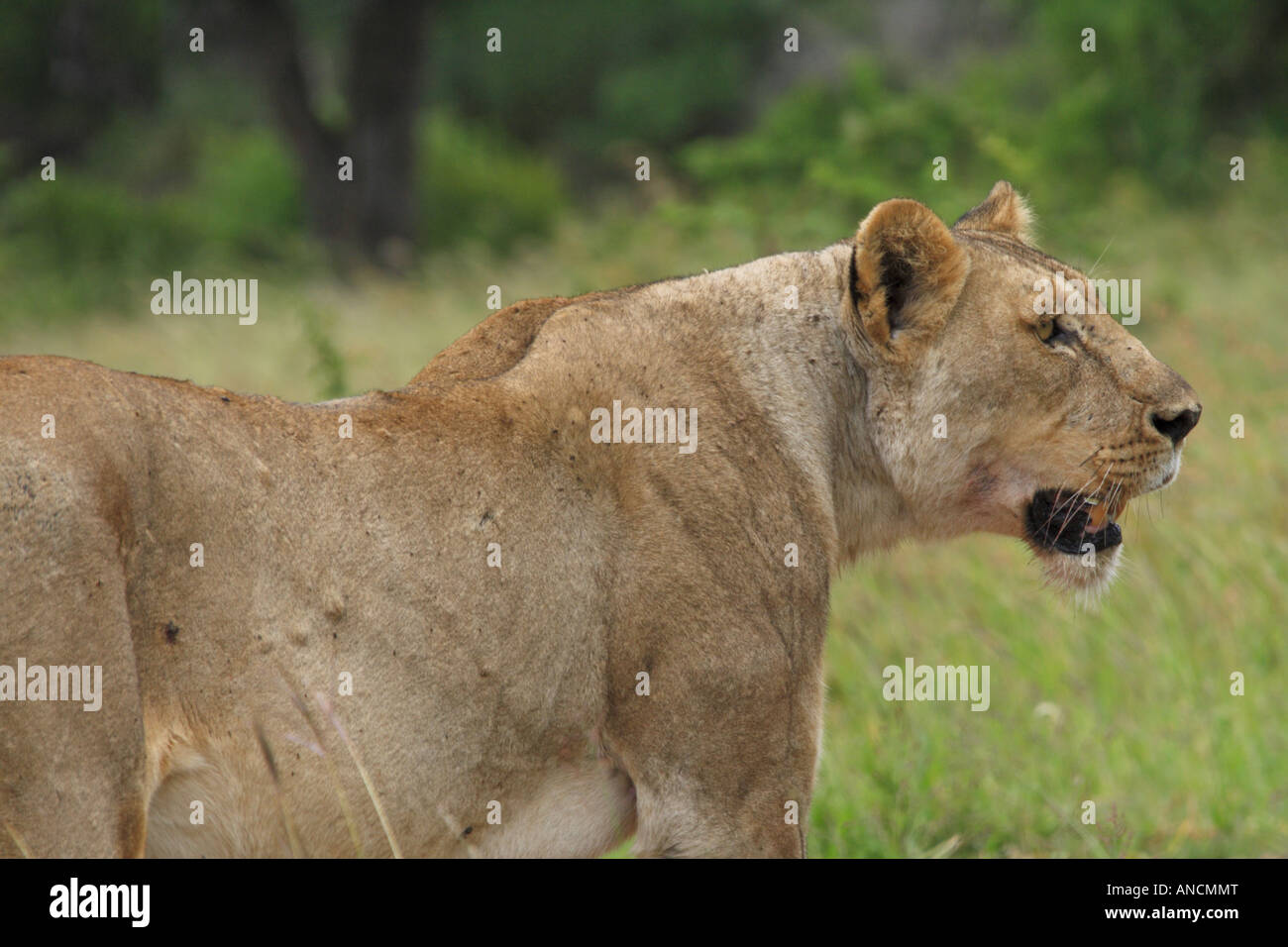 Une lionne après avoir été chassée de sa mort par un troupeau de bisons Banque D'Images