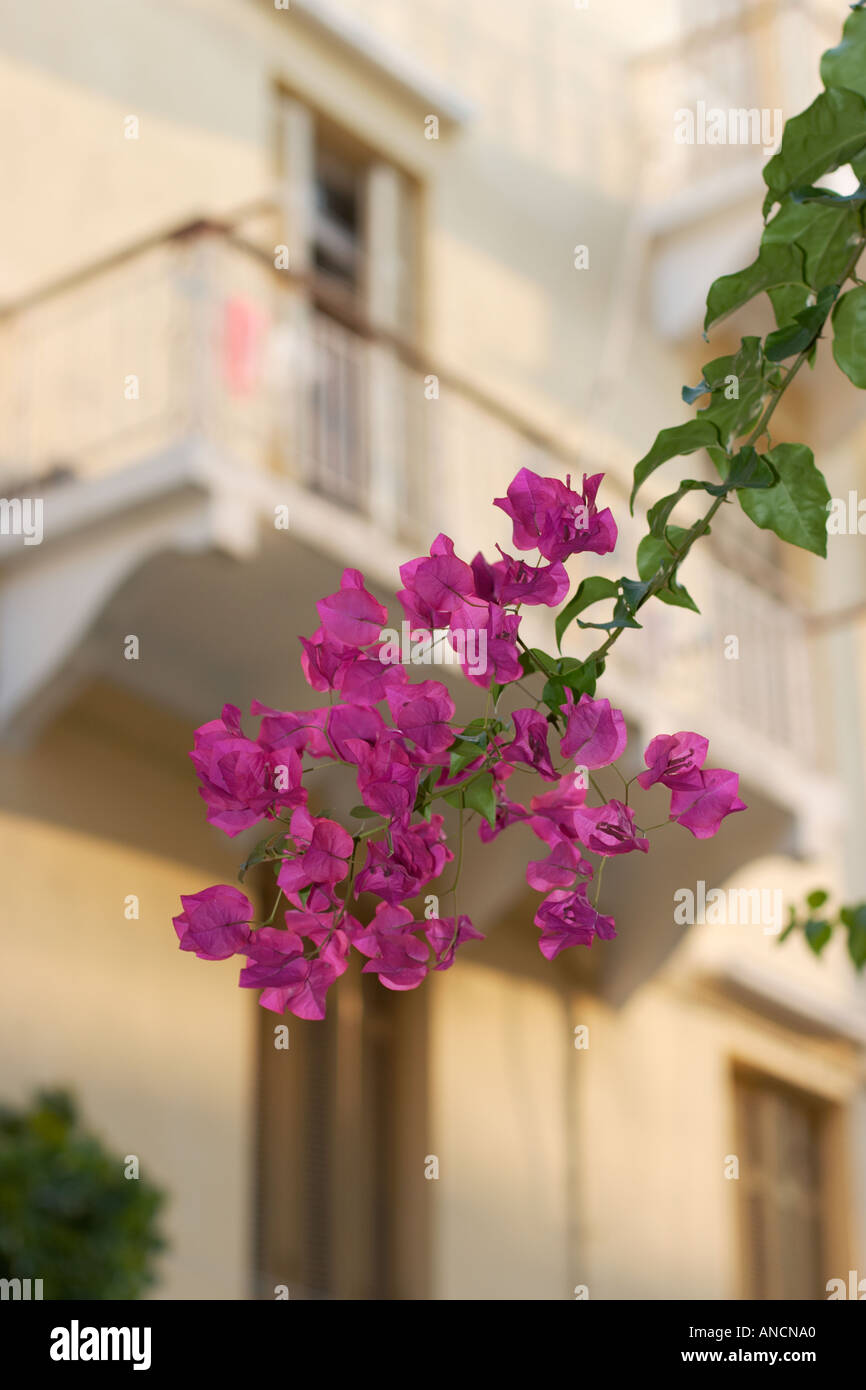 La direction générale de bougainvilliers. La ville de Corfou, Grèce. Banque D'Images