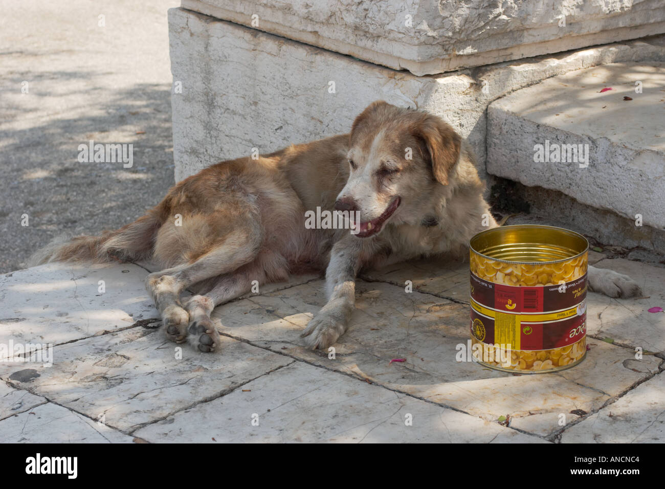 Vieux chien au repos. La ville de Corfou. La Grèce. Banque D'Images