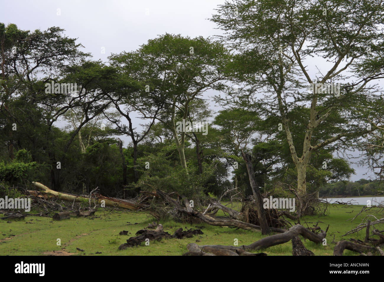 L'herbe verte et de la fièvre d'arbres le long des rives de l'Nyamithi pan sont un régal pour les yeux. Ndumo. Banque D'Images