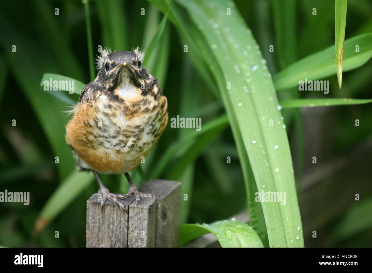 Jeune Robin américain Turdus migratorius un oiseau jeune assis images photos vente pour sur alamy horizontal aux États-Unis US haute résolution Banque D'Images