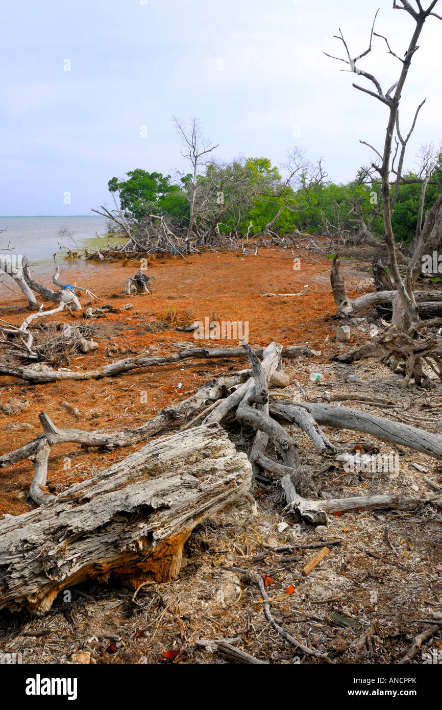 Un marais littoral situé sur la touche Annette, près de Key West, Floride USA Banque D'Images