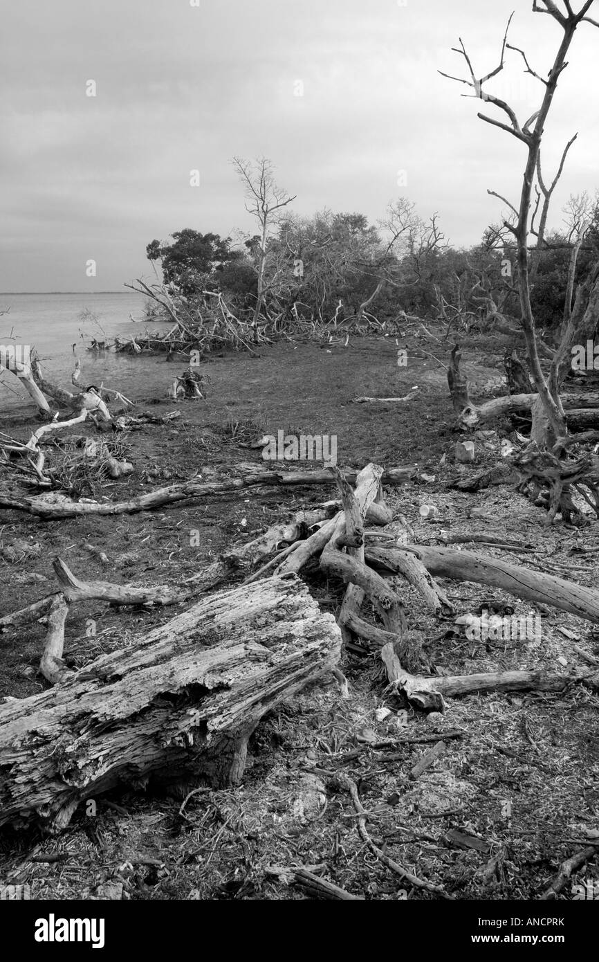 Un marais littoral situé sur Annette Key Florida USA Banque D'Images