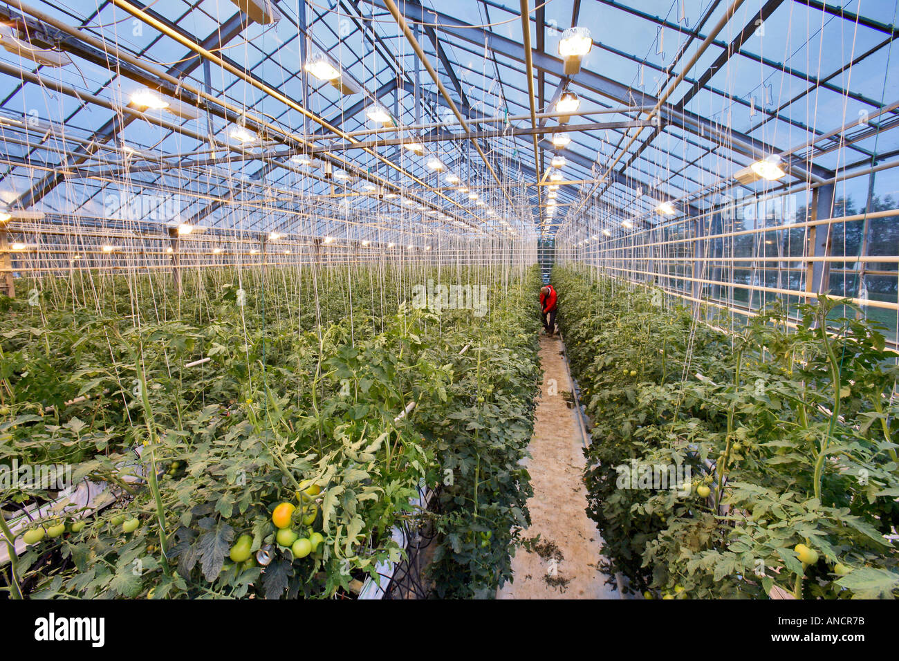 De plus en plus de tomates de serre w haute pression supplémentaire d'éclairage à vapeur de sodium l'Islande Banque D'Images