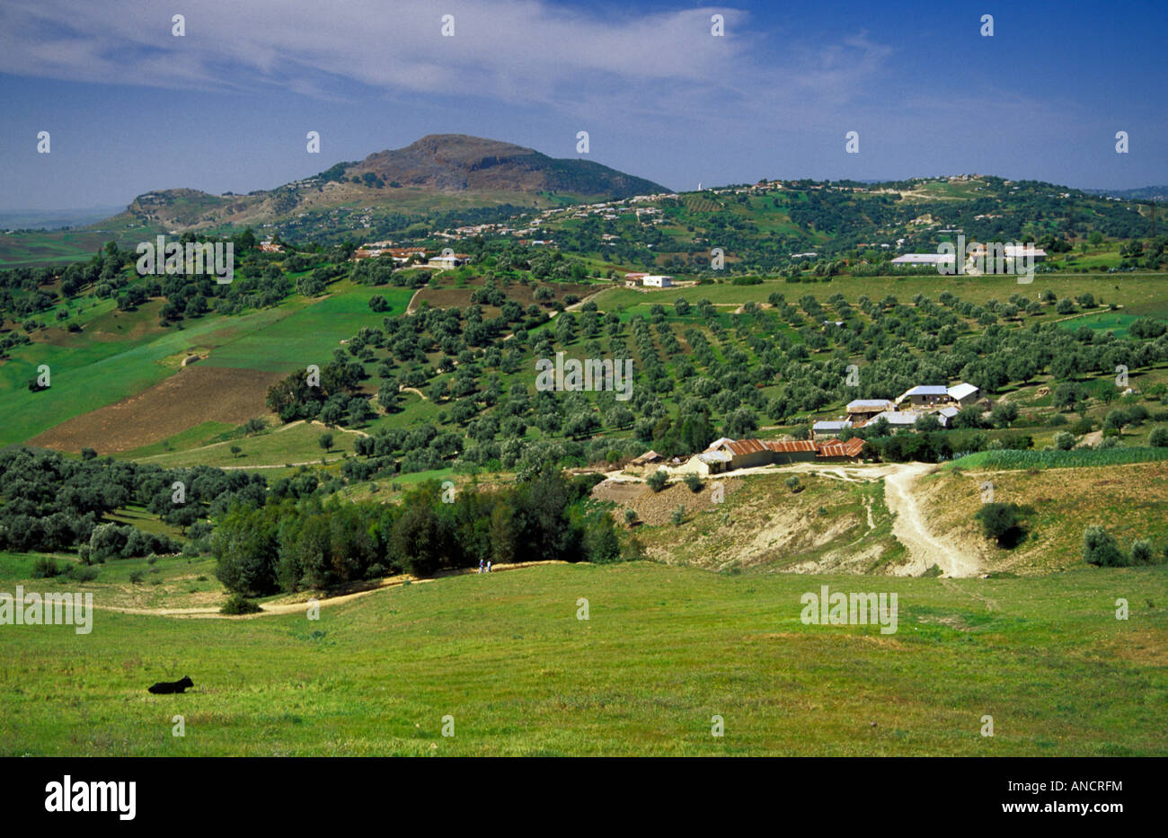 Montagnes du Rif oliviers au sud de Maroc Chefchaouen Banque D'Images