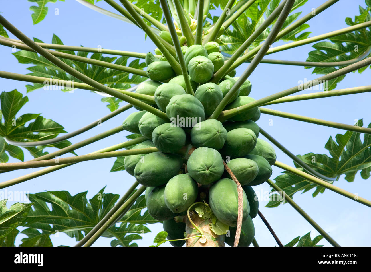'Papaye Carica papaya' growing on tree. Banque D'Images