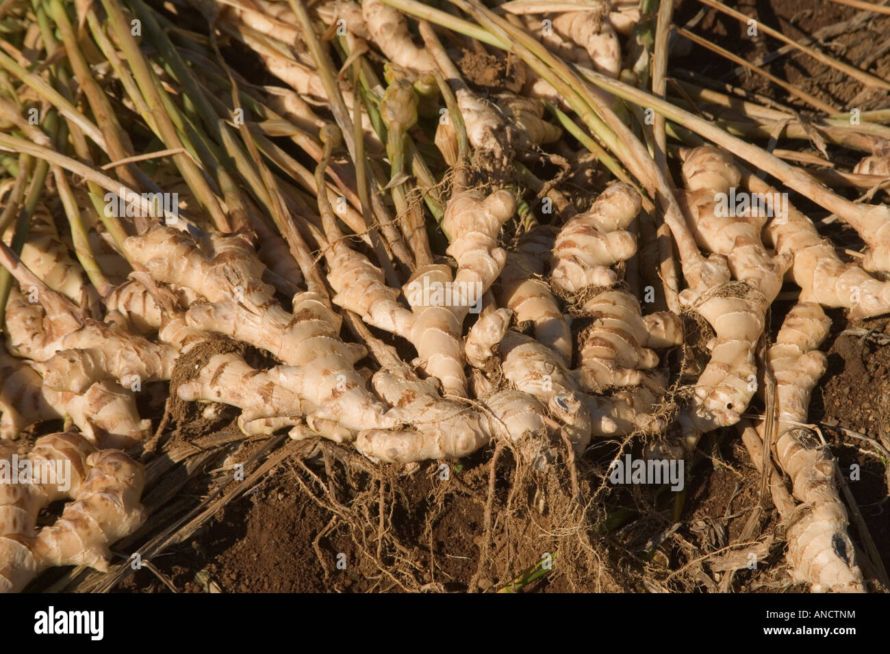 Le GINGEMBRE Zingiber officinale 'chinois' levé du sol effectuée par la flétrissure bactérienne . Banque D'Images