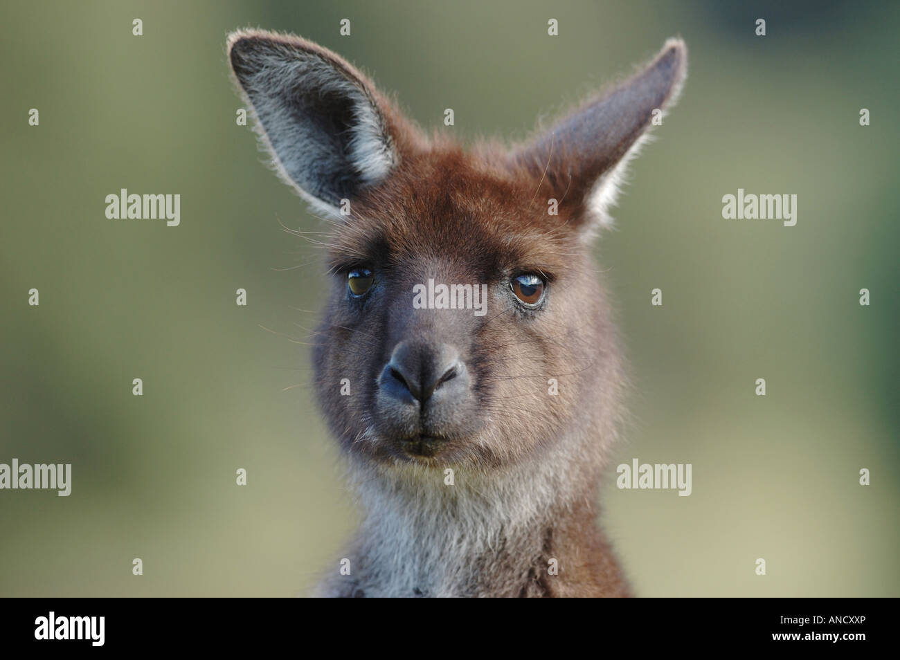 Close-up of a Western Grey Kangaroo sur Kangaroo Island Banque D'Images