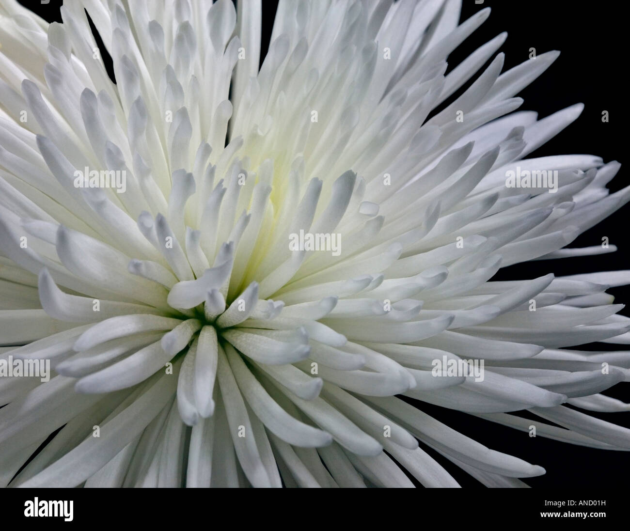 Chardon blanc Chrysanthemum Banque D'Images