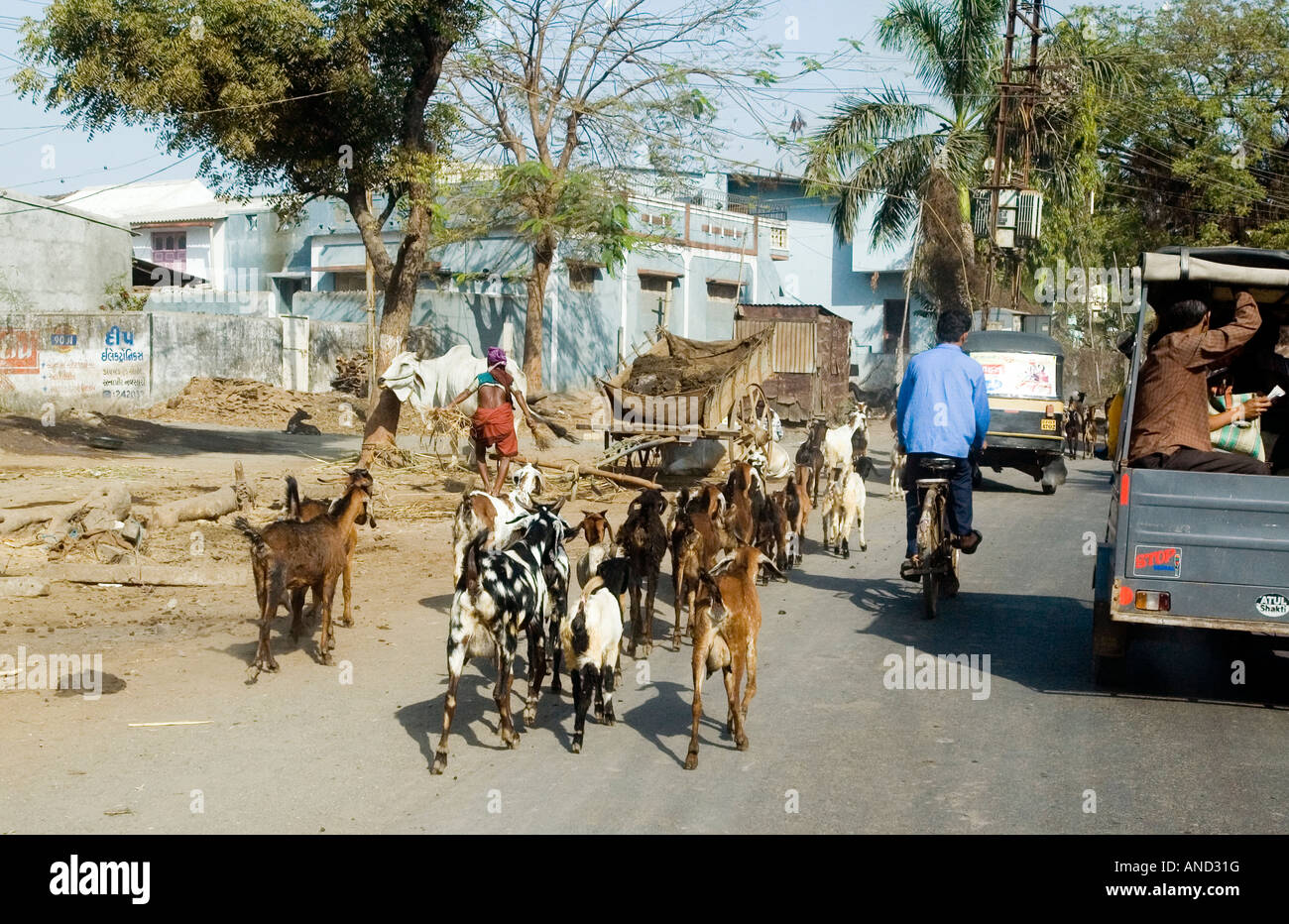 Un troupeau de chèvres perturber le trafic sur une route de l'Inde Banque D'Images Un troupeau de chèvres perturber le trafic sur une route de l'Inde Banque D'Images