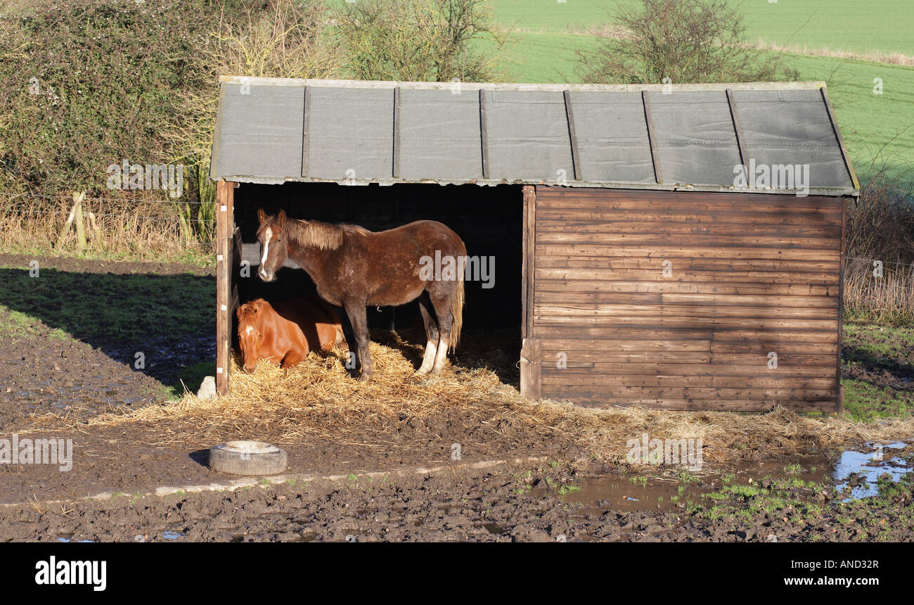 Chevaux à l'écurie. Banque D'Images