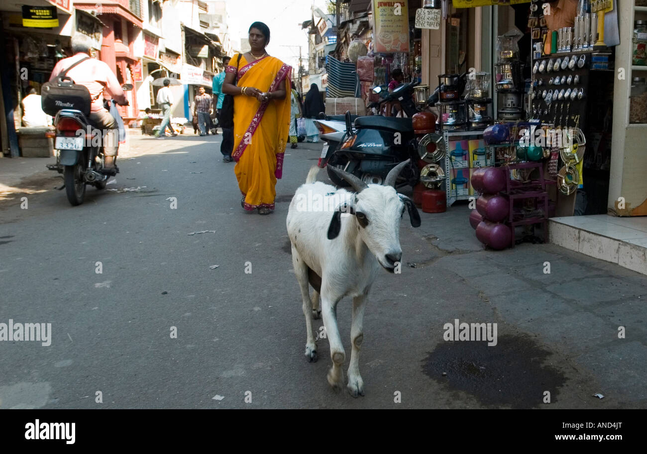 Une chèvre balade suivie d'une femme dans cette scène de rue à l'Inde, Cité Banque D'Images Une chèvre balade suivie d'une femme dans cette scène de rue à l'Inde, Cité Banque D'Images