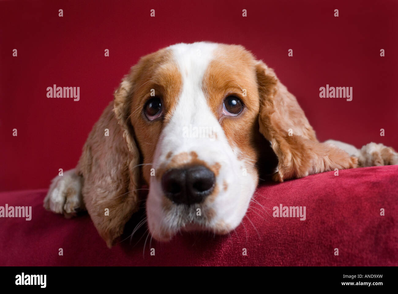 Intention spaniel - selective focus sur ses yeux. Banque D'Images